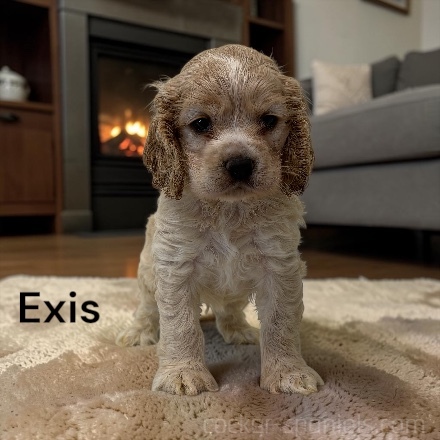 puppy, for, sale, Cocker Spaniel, Joe & Cherri  Overlease, dog, breeder, Miller, MO, dog-breeder, puppy-for-sale, forsale, nearby, find, puppyfind, locator, puppylocator, aca
